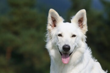 happy White Swiss Shepherd in the nature Weisser Schweizer Schäferhund. Berger Blanc Suisse