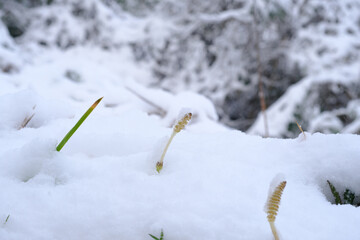 雪の中のつくし