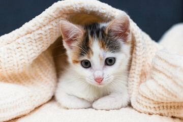 Fototapeta na wymiar Adorable tricolor kitten, the cat is wrapped in a light blanket. Close-up. Pet care and maintenance, veterinary medicine