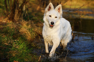 Obraz premium White Swiss Shepherd dog stands in the river water Weisser Schweizer Schäferhund