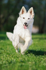 Obraz premium funny White Swiss Shepherd dog- Berger Blanc Suisse runs in the meadow