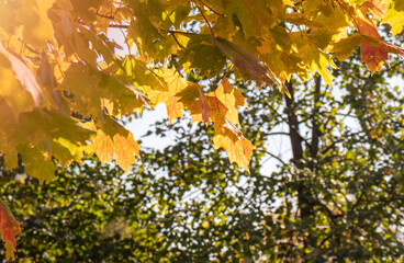 yellow maple leaves on a sunny day in the city