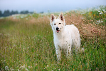 Naklejka na ściany i meble White Swiss Shepherd dog stands in the flower meadow Weisser Schweizer Schäferhund