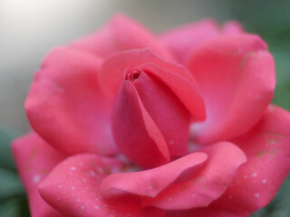 Close up flower for Background.