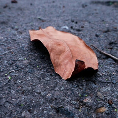 one dry brown leaf on the asphalt in the morning 