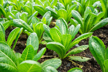 Organic green vegetable planting farm