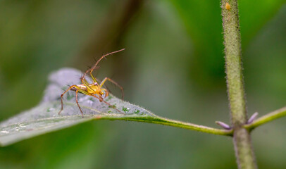 Oxyopes salticus , Orange spiders on a leaf macro.