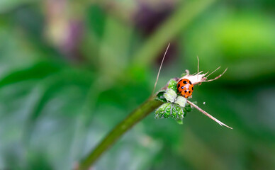 macro nature picture of ladybugs on fern leaf. Green background with place for text