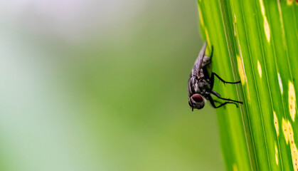 Insect fly red eyes on leaf macro shot