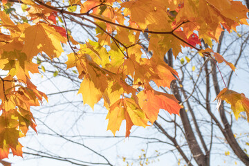 yellow maple leaves on a sunny day in the city