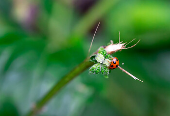 macro nature picture of ladybugs on fern leaf. Green background with place for text