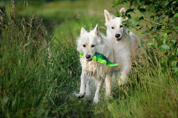 funny two White Swiss Shepherd dog- Berger Blanc Suisse runs with crocodile in the meadow