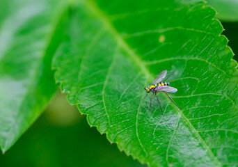Sciapodinae insect, Green Long-Legged Fly with metallic green body color, perched on the green leaves