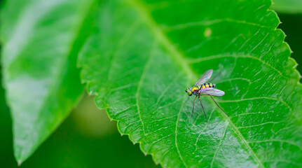 Sciapodinae insect, Green Long-Legged Fly with metallic green body color, perched on the green leaves