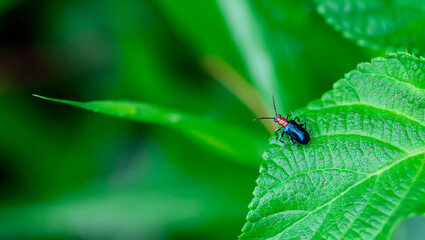 picture of red headed blister beetle or lytta magister sitting on leaf