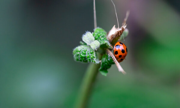 macro nature picture of ladybugs on fern leaf. Green background with place for text