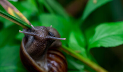 Macro of snail on grass green blade, low point of view over green garden background