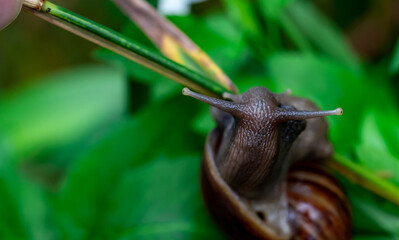 Macro of snail on grass green blade, low point of view over green garden background