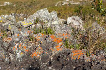 Stone with lichen in natural habitat close to Gouveia in Minas Gerais, Brazil