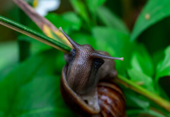 Macro of snail on grass green blade, low point of view over green garden background