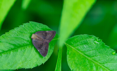 The Silver Y (Autographa gamma) is a migratory moth of the family Noctuidae. Caterpillars of this...