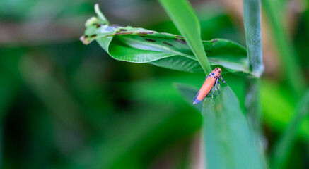 black dot orange plant bug. A red bug perched on a white flower in nature against a blurred background.