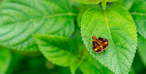 small orange butterfly perched on the weeds. Macro shot of a moth with orange and black color