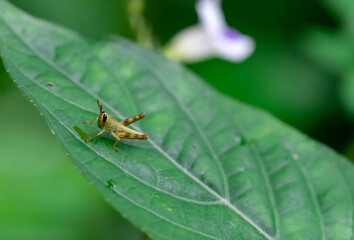Young tiny grasshopper hiding in the green foliage. closeup macro
