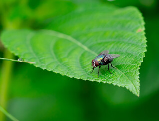 Insect fly red eyes on leaf macro shot