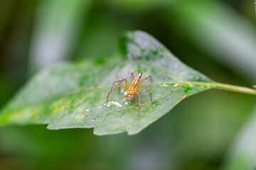 Oxyopes salticus , Orange spiders on a leaf macro.