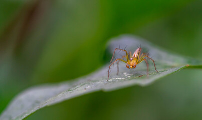 Oxyopes salticus , Orange spiders on a leaf macro.