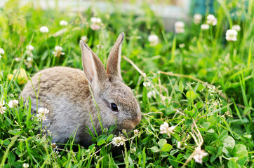 A small cub rabbit sits in the grass clover and chews grass, gray-brown color. The concept of summer, spring, walking pets, selective focus.