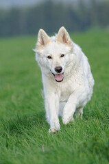 funny White Swiss Shepherd dog- Berger Blanc Suisse runs in the meadow