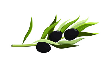A sprig of black olive on a white background
