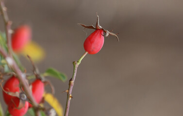 Ripe wild rose hips.