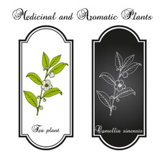 Tea plant Camellia sinensis . Hand drawn vector illustration