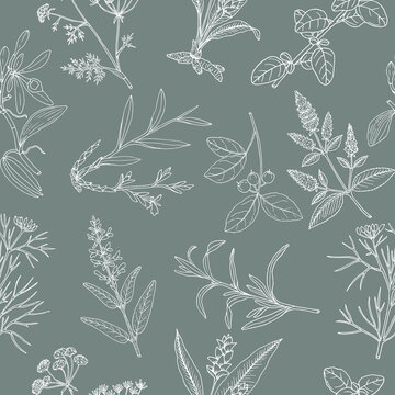 Floral background with hand drawn aromatic garden herbs, seamless pattern