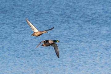 Pair of mallard duck flying over the Huron river