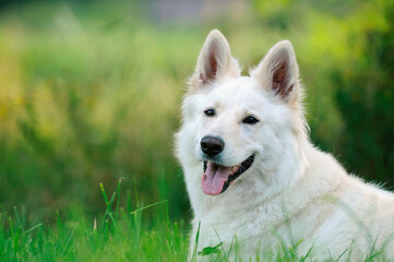 White Swiss Shepherd dog portrait Weisser Schweizer Schäferhund