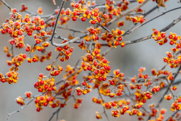 Closeup of orange berries covered in ice on a winter morning