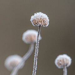 Closeup of a flower covered in ice on a winter morning