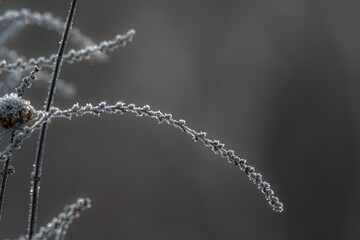 Closeup of a flower covered in ice on a winter morning