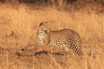 Leopard male in orange dry grass. African leopard (Panthera pardus) on the dry savannah. Large male in yellow dry grass.