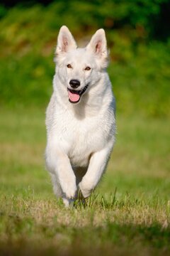 funny White Swiss Shepherd dog- Berger Blanc Suisse runs in the meadow