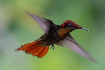 Fototapeta premium Ruby-topaz hummingbird (Chrysolampis mosquitus) bird in flight. Hummingbird flying with blurred green background. . Wildlife scene from nature. Birdwatching in Trinidad and Tobago.