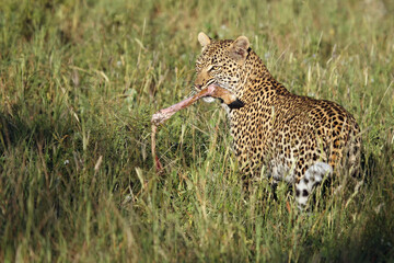 Young female leopard (Pantera pardus) with a bone in its mouth. Leopard with foot impala in jaws. © Karlos Lomsky