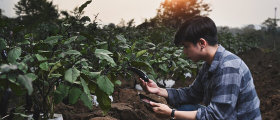 Smart farmer and using tablet checking the development of eggplant in the field farm.