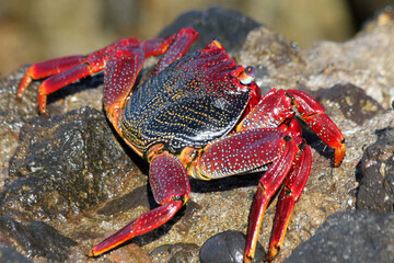 rote_Klippenkrabbe