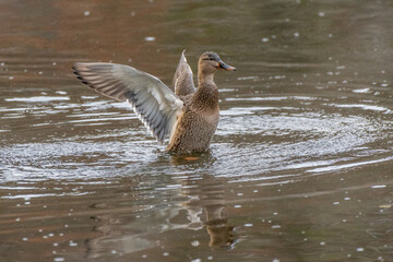Mallard hen flapping its wings and swimming on the Huron river