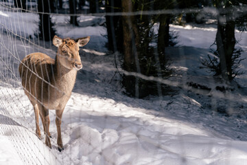Hirschkuh im im Rotwildgehege im Steinwald (Naturpark Steinwald)